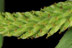 Salix alba. Female catkin showing bracts and ovaries.
 Image: D. Glenny © Landcare Research 2020 CC BY 4.0